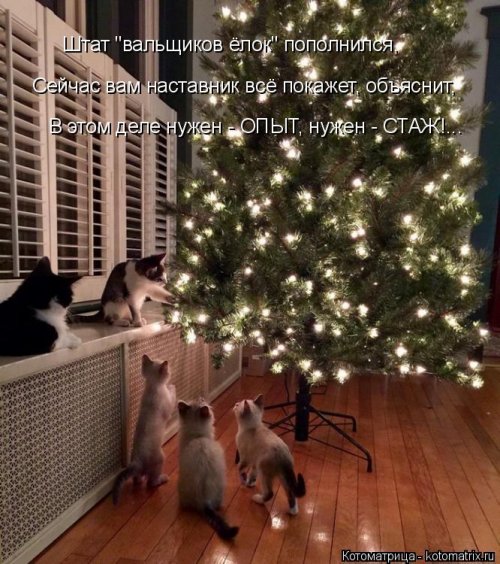 Новая котоматрица 