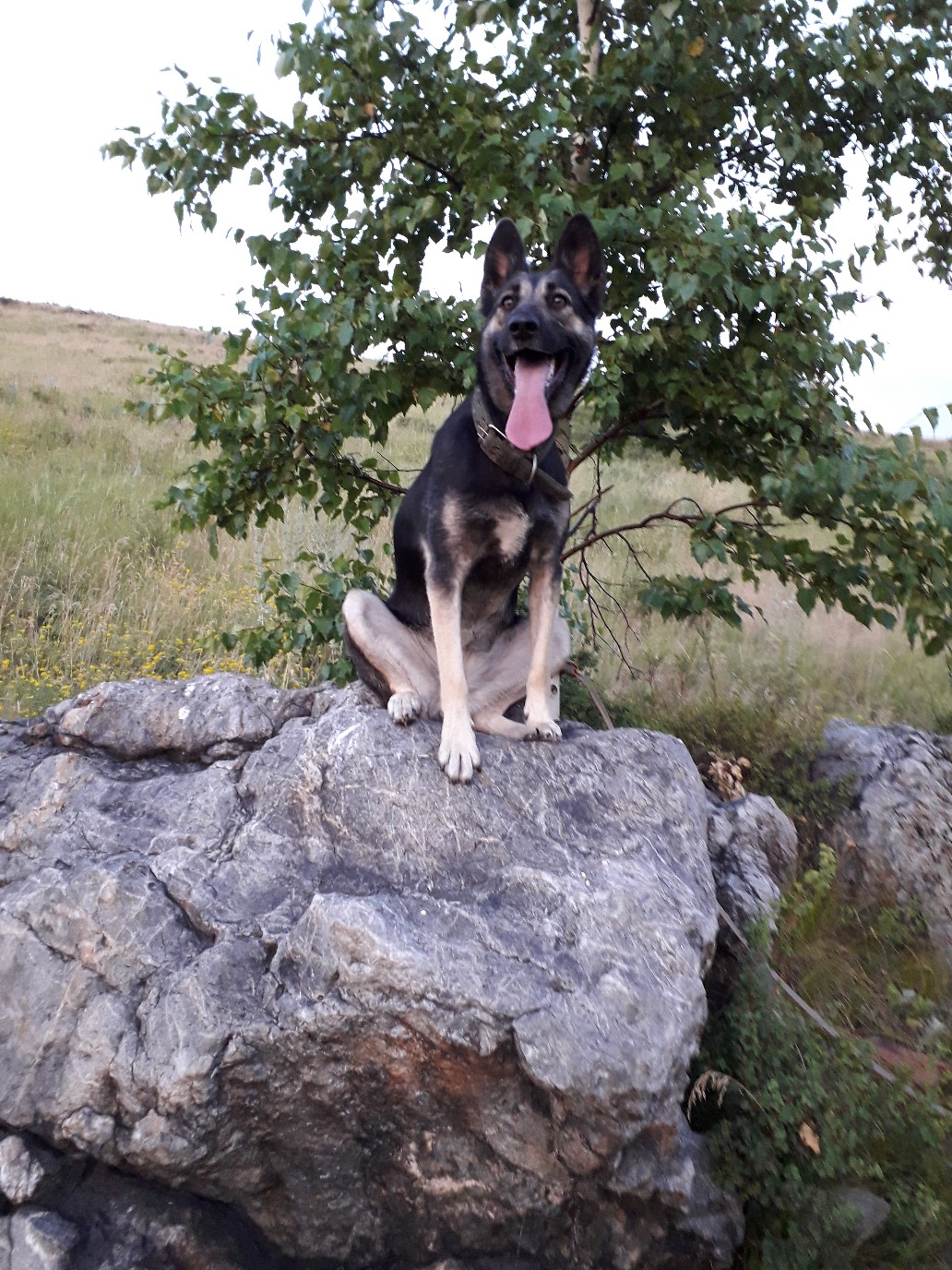 собака на прогулке