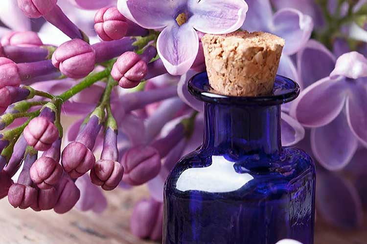 Image result for ÑиÑÐµÐ½Ñ Ð»ÐµÑебнÑе ÑаÑÑениÑ