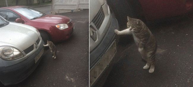 Кис-кис? Кто сказал кис-кис?… Забавные животные этой недели) Кис-кис? Кто сказал кис-кис?… Забавные животные этой недели) картинки,юмор