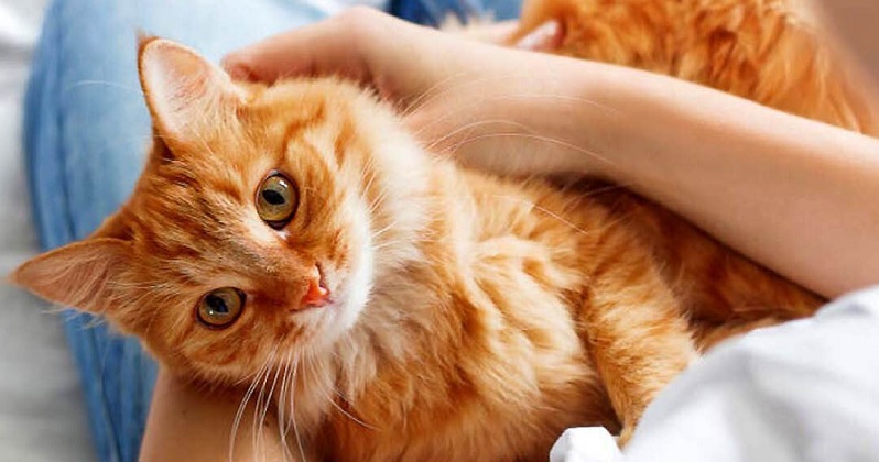 Жизненной мудрости я учусь у кота! Жизненной мудрости я учусь у кота! Барсик, произошли, дверь, ладно, чтобы, знаешь, обманул, Васька, подумал, перед, порвут, ТЫГЫДЫМ, Кошечка, когтями, никогда, Теперь, мышей, хочет, спрыгивает, стоит