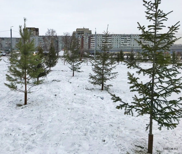 Как в Красноярске "озеленяли" город срубленными деревьями  