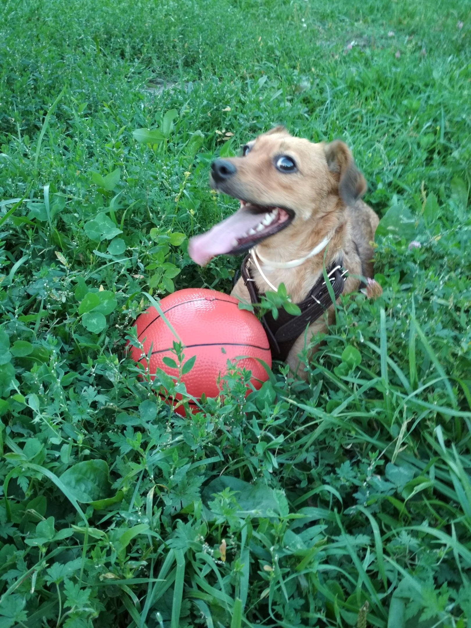 пёс на прогулке