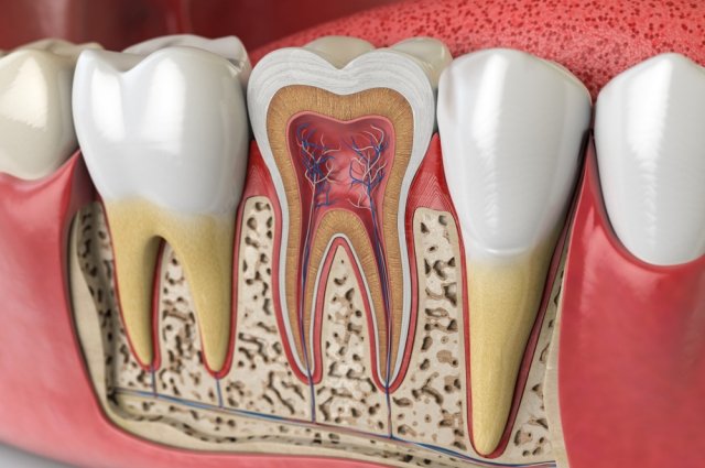 Скрытая угроза. Что такое корни зуба и каким болезням они подвержены?