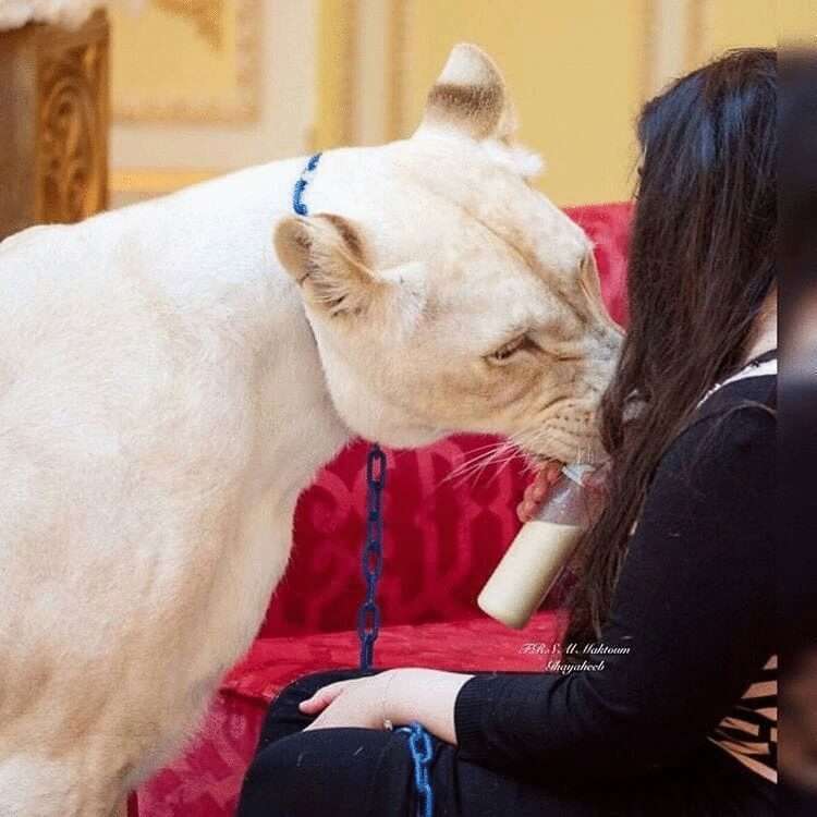 15 лживых «фактов» о Дубае, в которые все верят 15 лживых «фактов» о Дубае, в которые все верят заграница,туризм,турист