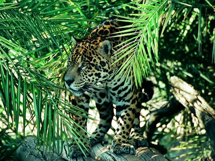 Panthera onca goldmani (ягуар Голдмана)