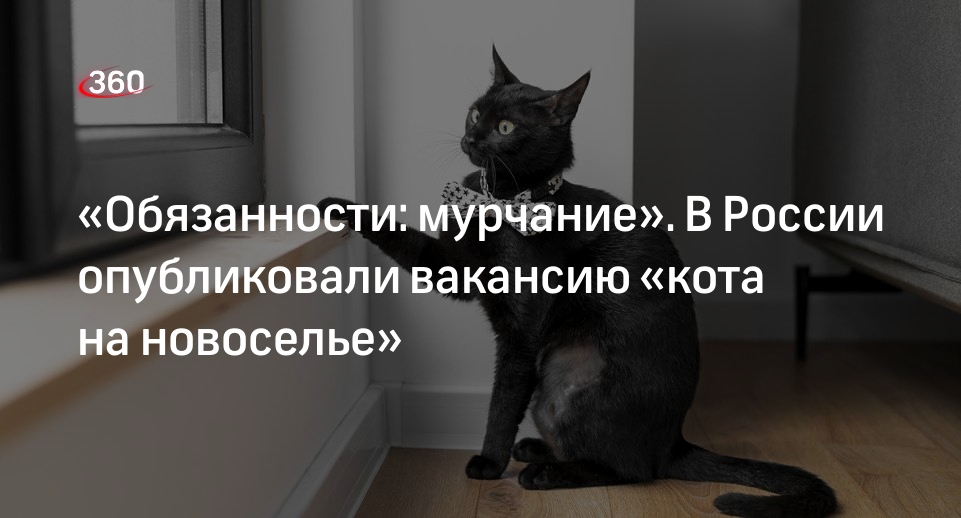 Застройщик в Сочи открыл вакансию кота на новоселье с зарплатой 50 тысяч рублей
