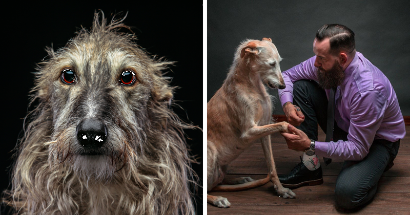 Фотографии собак, брошенных испанцами после окончания сезона охоты Порода, борзая, гальго, животные, испания, собака, спасение, фотография
