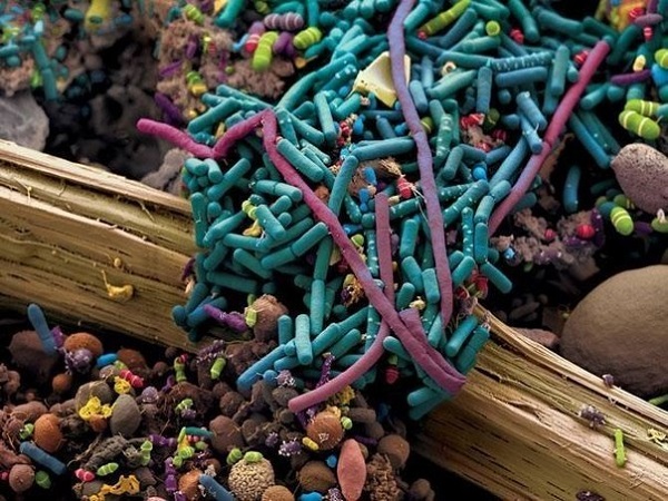 бактерии под ногтями