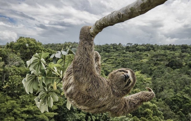 "Ленивец на ветке" (фото: Лусиано Кандисани, Бразилия) Wildlife Photographer of the Year, животные, конкурс, мир, победитель, финалист, фотография