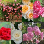 Розы: выращивание и уход (подборка)
