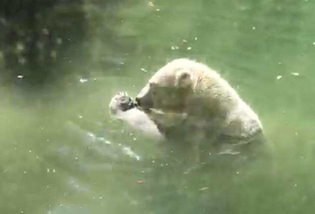 Rather than wolfing down his dinner, which had just been delivered by a zookeeper, the huge mammal brought it close to his face before launching it in the air