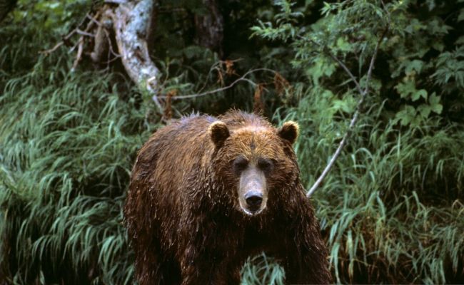 Камчатских медведей защитили от американских горе-охотников