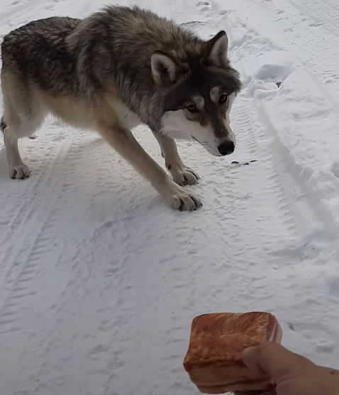 Встреча с волком на сибирской зимней дороге. Дальнобойщик вышел из машины и решил его покормить Культура