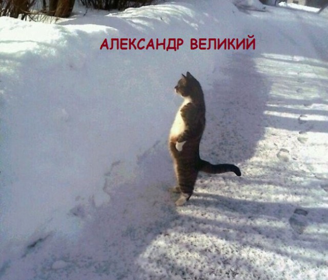 Такие разные и забавные котики Такие разные и забавные котики