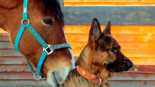 Доверие Драго