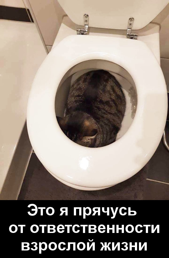 Котоматрицы. Лучшие котоприколы на воскресенье котоматрицы