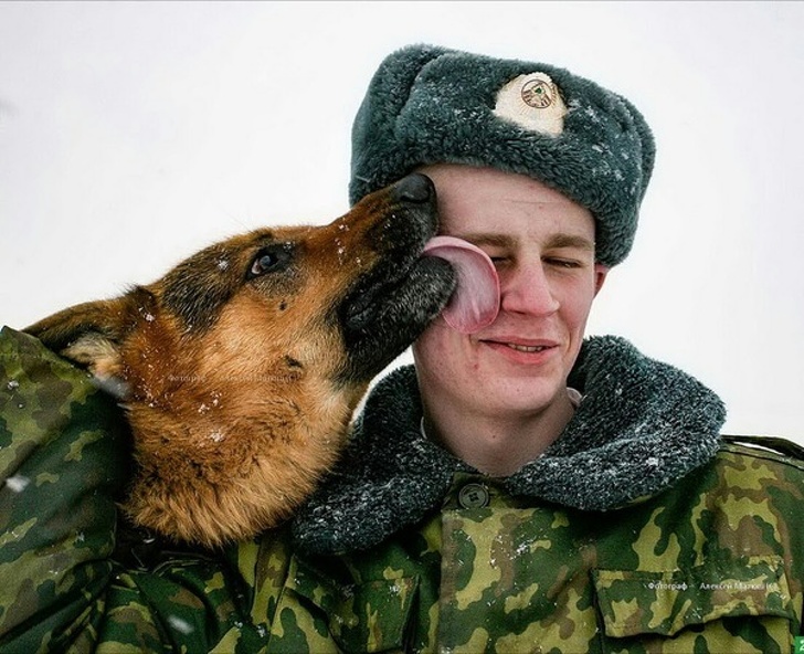 22 фото о трудностях жизни с немецкой овчаркой