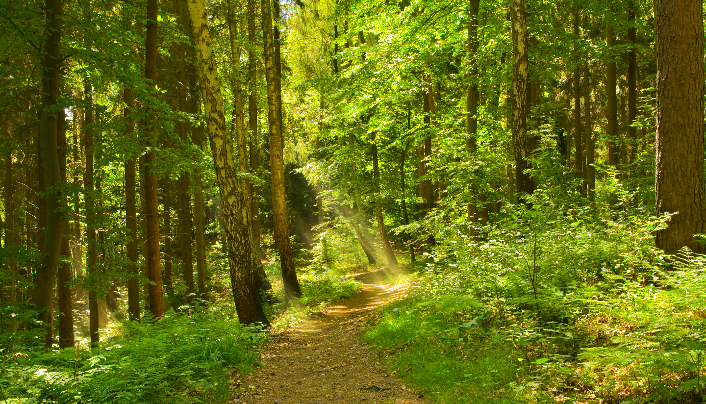 Смешанные леса: почему вместе деревья растут лучше, чем по отдельности Смешанные леса: почему вместе деревья растут лучше, чем по отдельности деревья, более, разных, разные, деревьев, породы, растут, видов, собой, смешанном, поразному, сообществе, могут, может, березовых, отличие, чистых, России, ельников, такие
