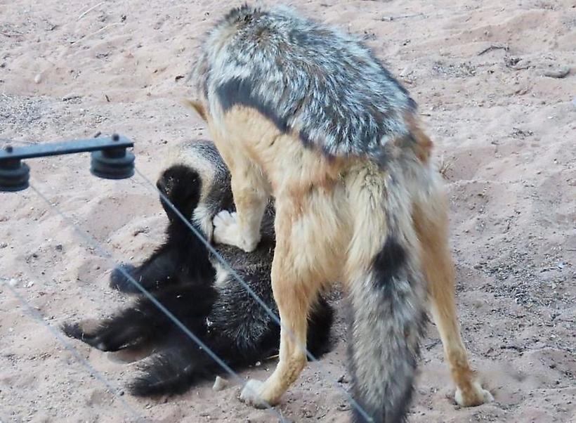 Шакал попытался отнять добычу у медоеда, но пожалел об этом