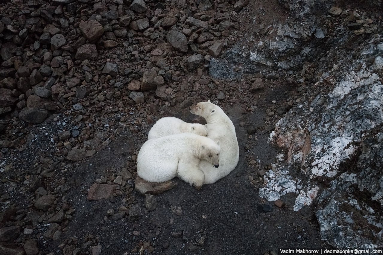 Медведица с медвежатами: фотограф из Новосибирска сделал снимки белых медве...