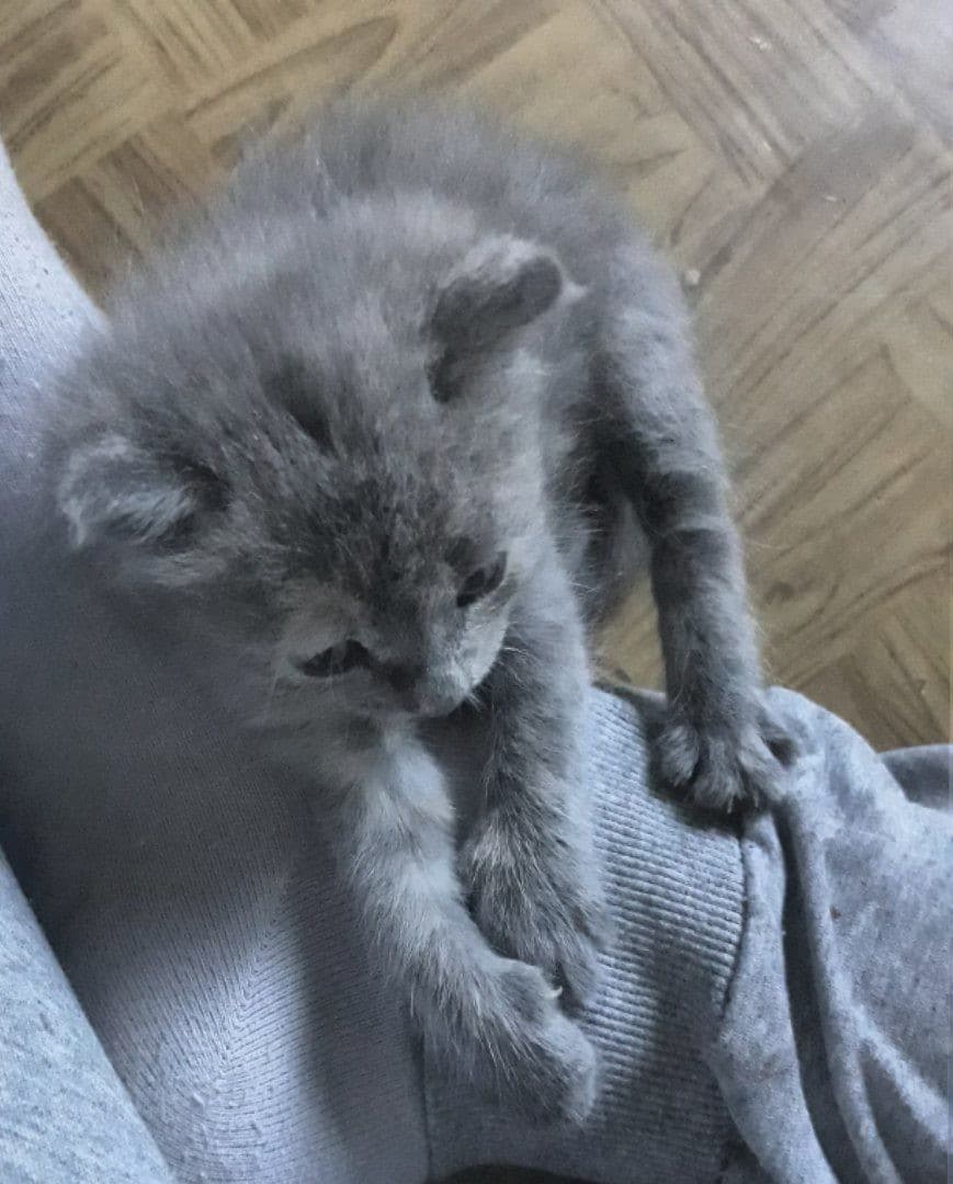 серый котенок