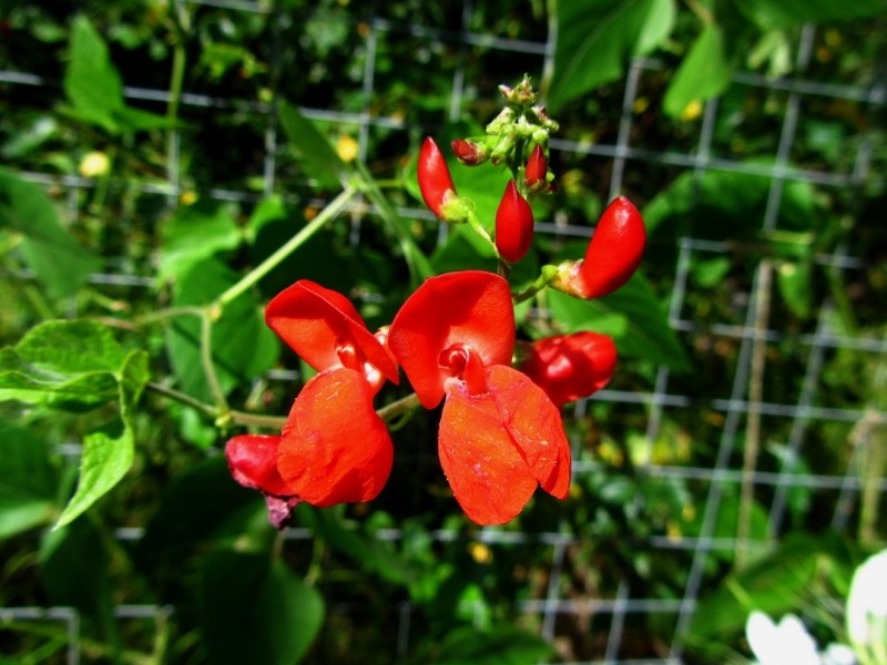 Красота по вертикали: лианы-летники Красота по вертикали: лианы-летники вертикальное озеленение,лианы,однолетники,сад,цветы