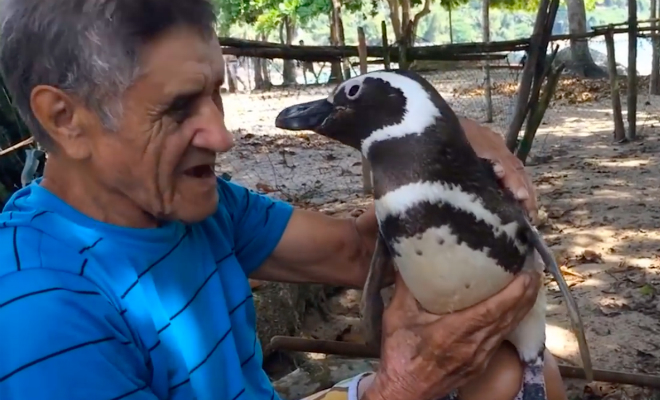 Бразилец увидел на берегу пингвина и выходил его. Через год пингвин преодолел 4 тысячи километров чтобы поблагодарить 