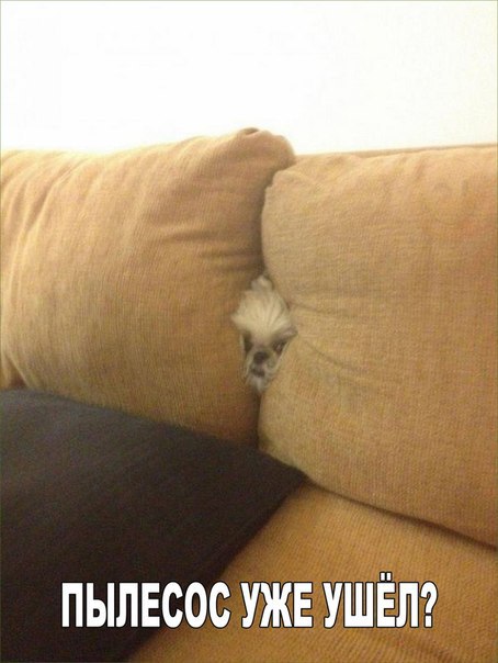 Позитивные и смешные картинки с надписью со смыслом Позитивные и смешные картинки с надписью со смыслом картинки с надписями,красивые фотографии,прикольные картинки,смешные комментарии,угарные фотки