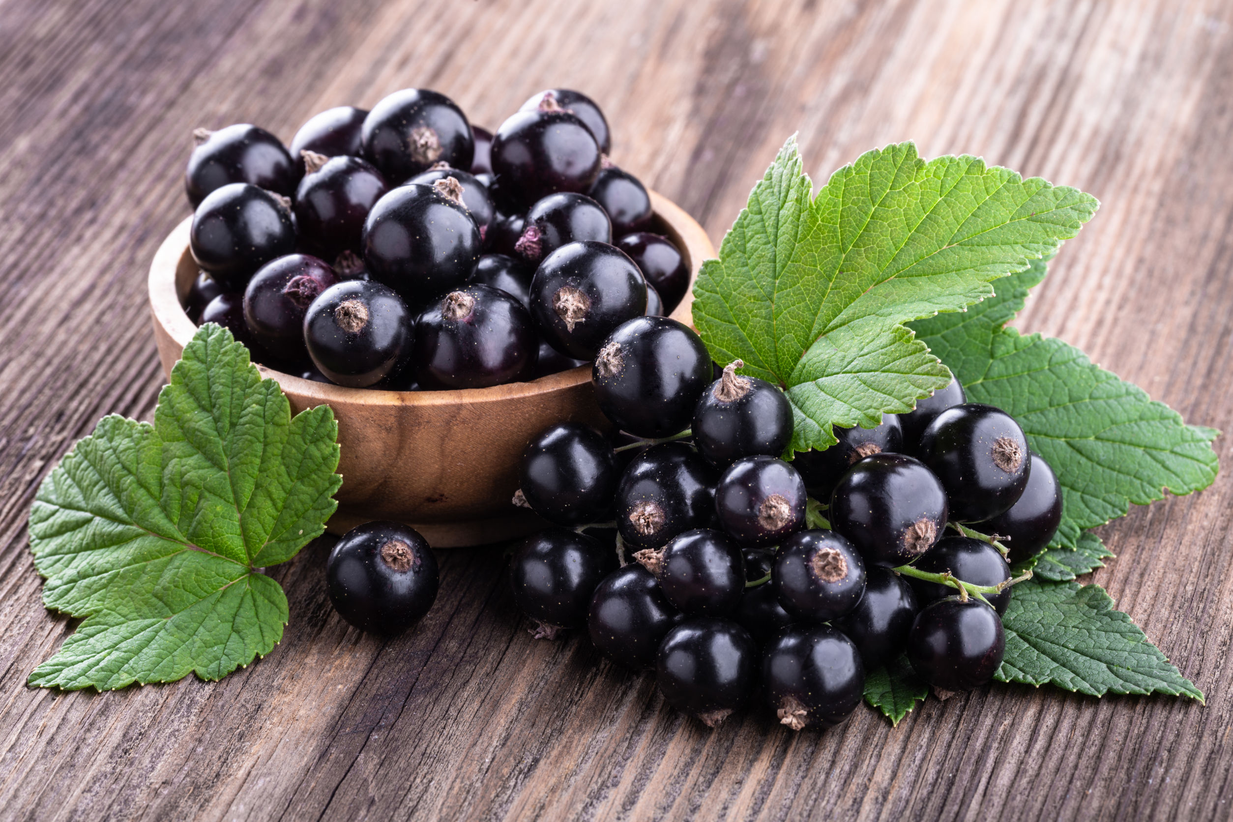 Blackcurrant. Смородина (ribes). Смородина черная (ribes nigrum l.). Black Currant черная смородина. Чёрная смородина сорт Виноградная.