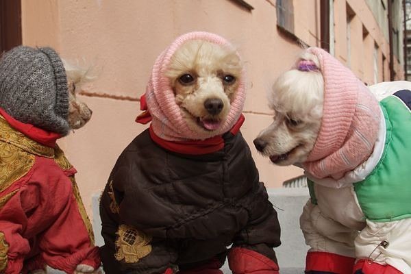 Фото сплетников смешные