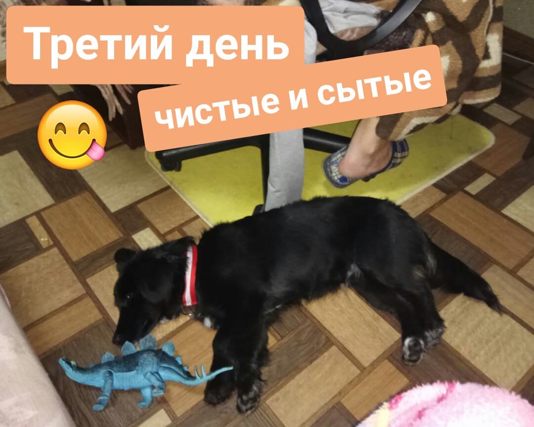 пес в квартире