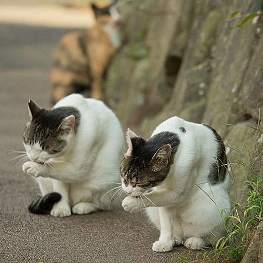 Кошки Токио в фотографиях Масаюки Оки интересное,кошки и коты,позитив,фотография