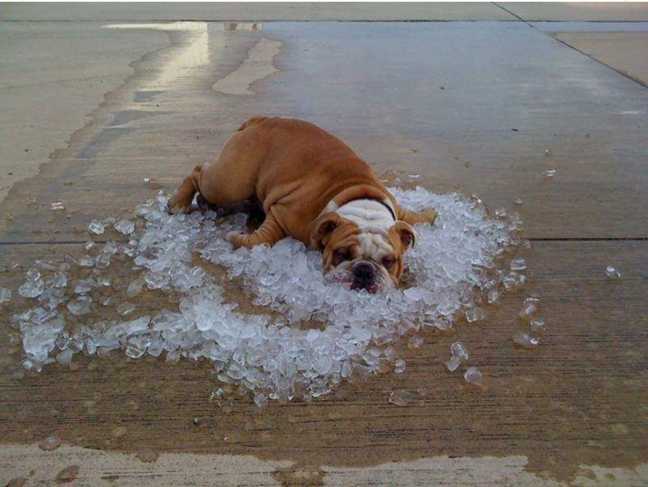 Собака спасается от жары