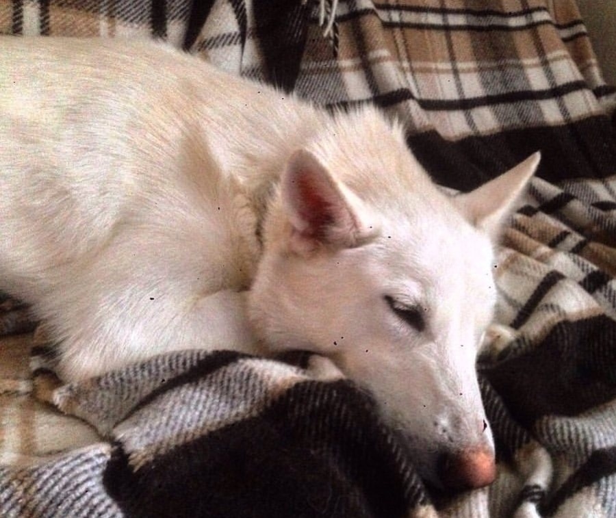 собака отдыхает