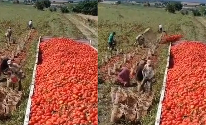 Мексиканский рабочий обманул физику: он бросал помидоры в ведре в машину, но оно само возвращалось назад Культура