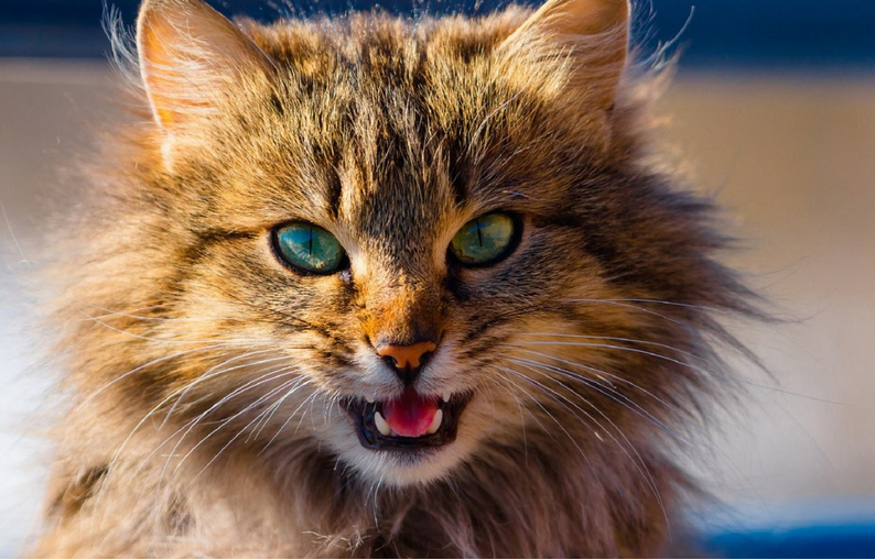 Хатулька и нелюбовь к скандалам