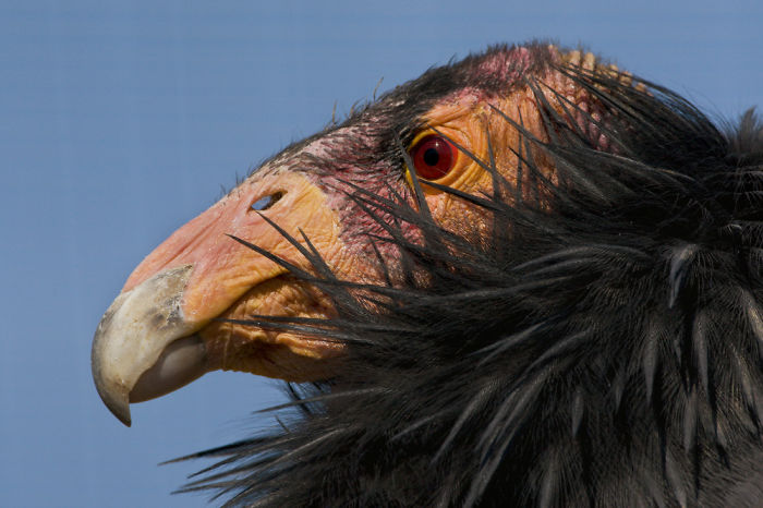 Heavy-metal-animals