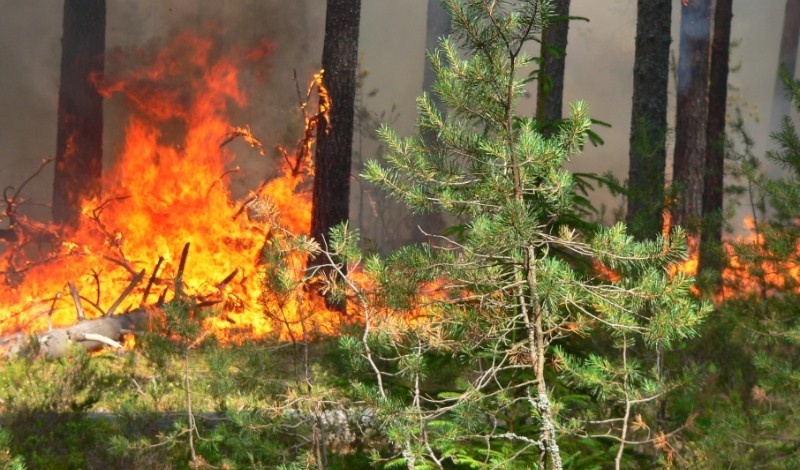 В 7 районах Оренбуржье объявлен оранжевый уровень пожарной опасности