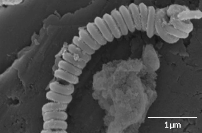 Созданные учеными «нанокатушки» /©J. Kang et al., Matter, 2019