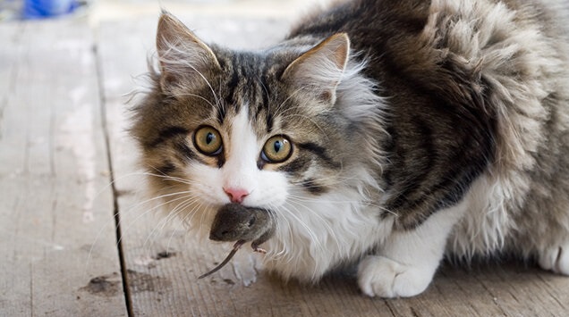 Жизненной мудрости я учусь у кота! Жизненной мудрости я учусь у кота! Барсик, произошли, дверь, ладно, чтобы, знаешь, обманул, Васька, подумал, перед, порвут, ТЫГЫДЫМ, Кошечка, когтями, никогда, Теперь, мышей, хочет, спрыгивает, стоит
