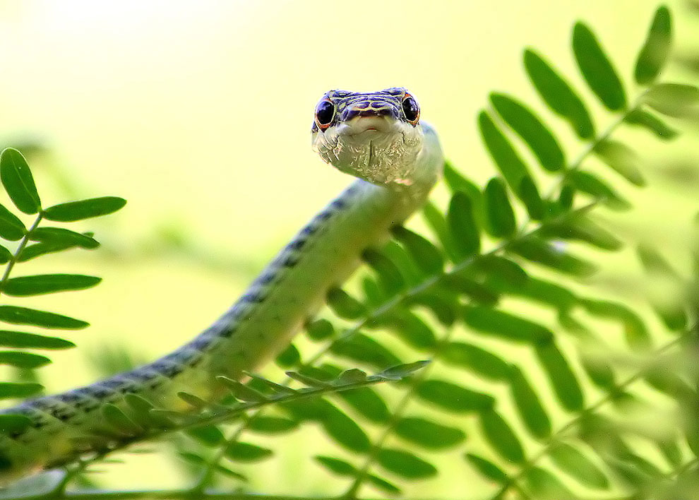 Золотая древесная змея (лат. Chrysopelea ornata)