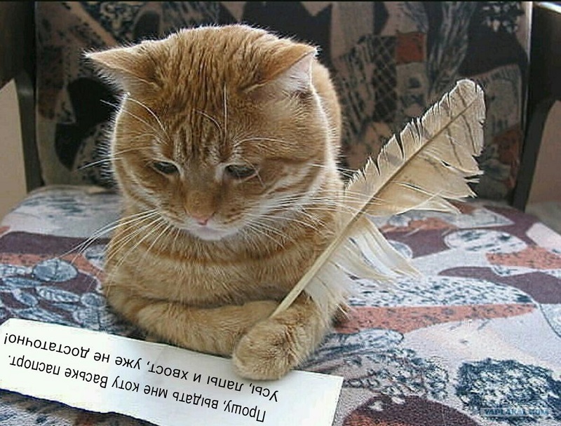 Жизненной мудрости я учусь у кота!