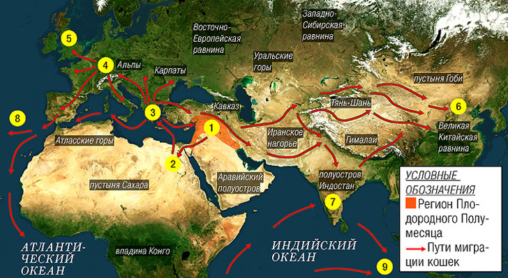 Экспансия безжалостного убийцы: как кошки захватили мир кошки, животных, назад, кошек, около, Legion, время, Alamy, домашние, дикой, специально, животные, только, поэтому, lybica, silvestris, зверей, всего, хищники, Дрисколл