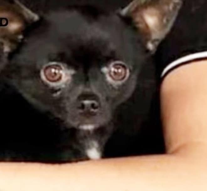 Пес на руках