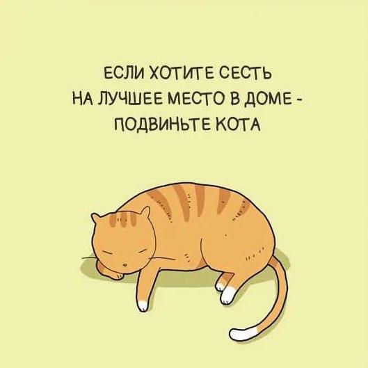 Картинки со смешными статусами Картинки со смешными статусами