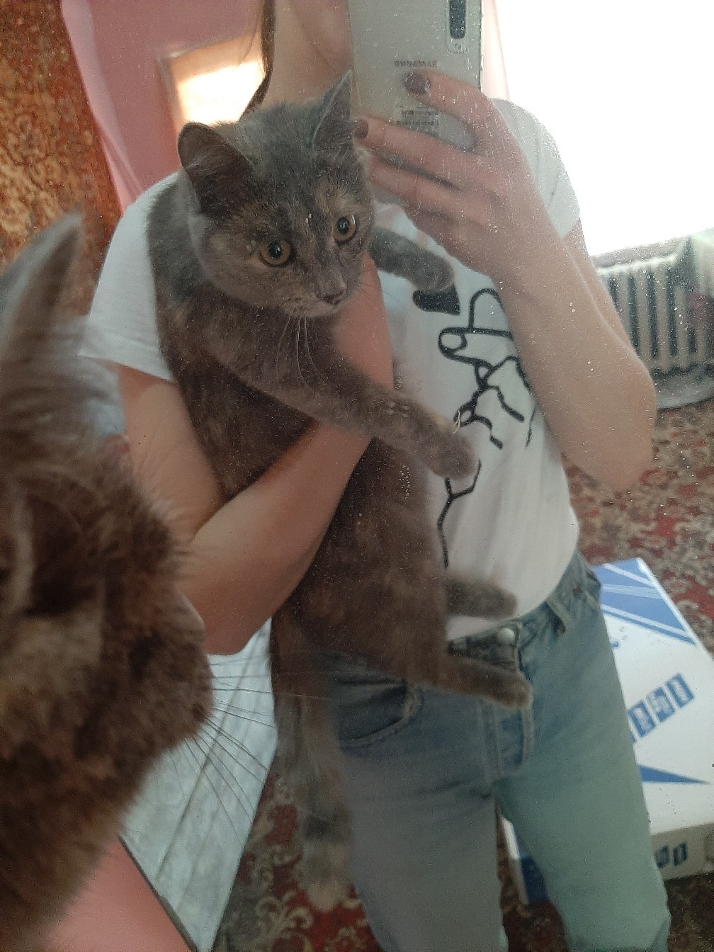 кошка на руках