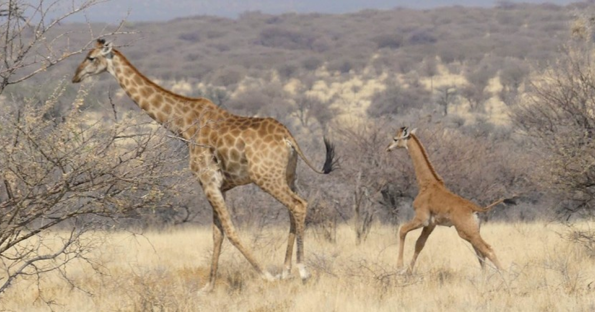 Первая встреча с Жирафом без пятен в дикой природе