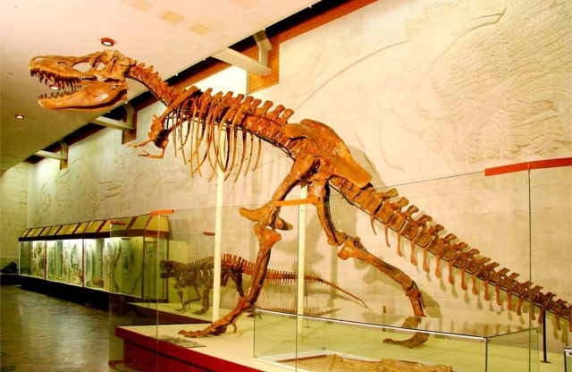 Рис. 8. Скелет тарбозавра (Tarbosaurus bataar). Самый крупный хищник имел длину до 12-14 м и рост 3-4 м. Вид открыл Евгений Александрович Малеев в 1955 г