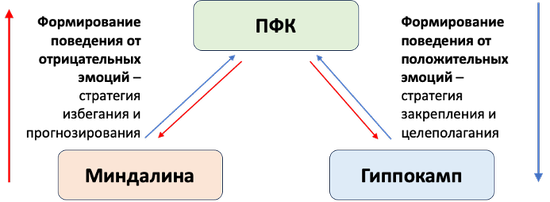 Два уровня формирования положительных и отрицательных эмоций